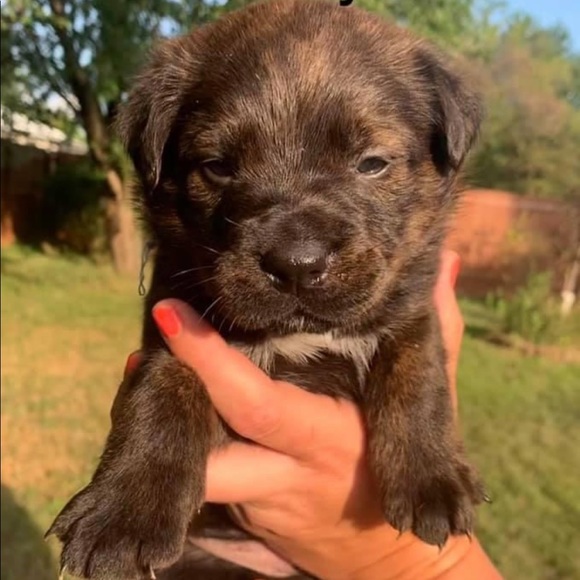 Meet your Posher, Quinn - Picture 1 of 1